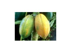 Chaenomeles extract powder图1