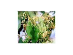 Camphor extract powder图1