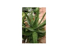 Aloe extract powder图1