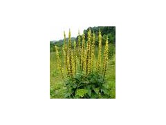 Agrimony extract powder图1