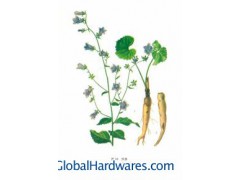 Adenophora extract powder图1