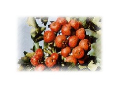 Hawthorn Extract图1