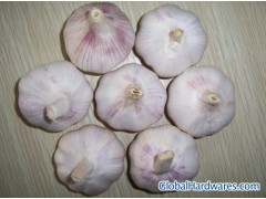 Garlic图1