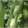 Green Broad Bean