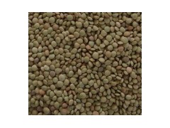 Green Lentil (01-01)图1