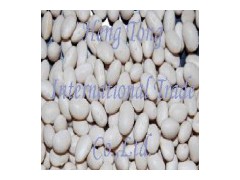 Navy Bean图1