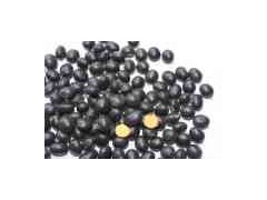 Non Gmo Soybean图1