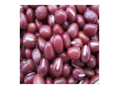 Small Red Bean 1图1