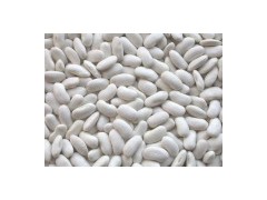 White Kidney Beans图1