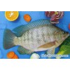 tilapia