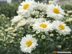 Feverfew Extract Parthenolide/Parithenolide图1