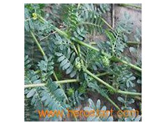 Tribulus P.E.图1