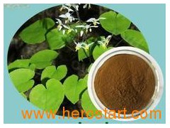 Epimedium P.E.图1