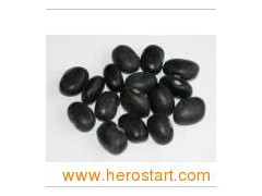 Black Kidney Bean (003w)图1