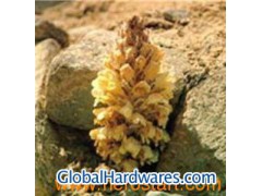 Desertliving Cistanche extract图1