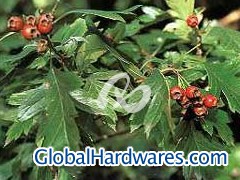 Hawthorn Leaf图1