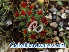 Rhodiola Rosea图1