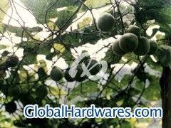 Momordica Grosvenori图1