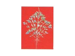 Basil Herb extract powder图1