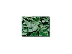 Asari/Wild Ginger extract powder图1