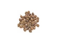 Amomum extract powder图1