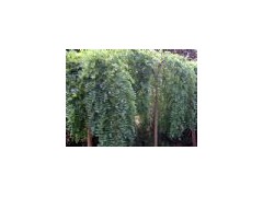 Tree 绿化树图1