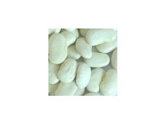 Large White Kidney Bean图1