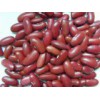 Dark Red Kidney Bean - British Type (007)