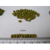 Green Mung Bean