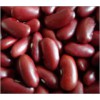 Red Kidney Bean British Type
