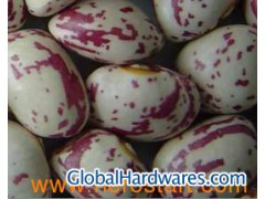 2010 newest large white kidney bean图1