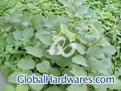 Polygonum Cuspidatu图1