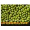 Sprouted_Green_Mung_Beans2