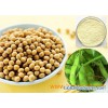 Soybean Extract- Isoflavones