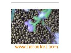 Mung Beans图1