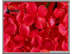 Safflower Extract Ingredient Herbal Health图1