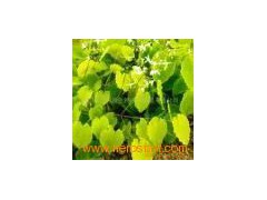 Horny Goat Weed extract (icariin)图1