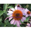 echinacea purple coneflower extract