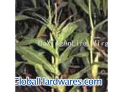 Corn Stigma P.E.图1