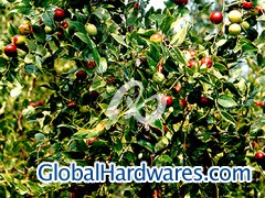 Jujube Seed图1