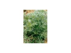 Capillary wormwood extract powder图1