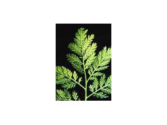 Annual artemisia extract powder图1