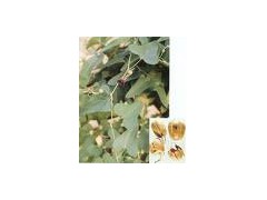 Aristolochia extract powder图1