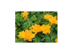 trollius chinensis图1