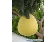 improvable honeypomelo图1