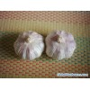 China hybrid garlic