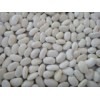 Large White Kidney Beans