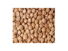 Chick Pea (YR)图1
