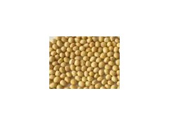 Non-Gmo Soybean图1