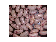 Light Speclked Kidney Bean图1